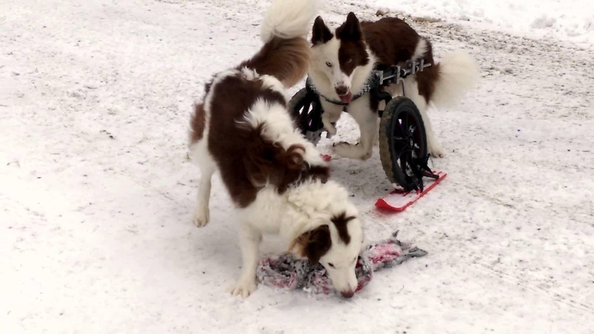 Pas dobio "transformerska" kolica, postao čudo na snijegu!