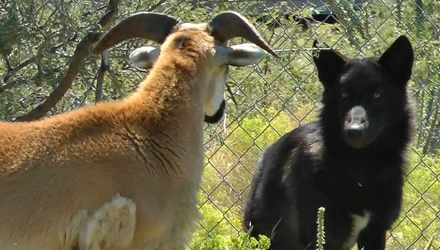 VIDEO: Crni vuk se zaletio na jarca, a onda zbunjola do daske!