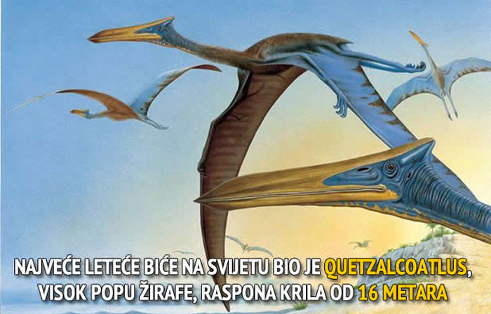 Ovo je najveće biće koje je vladalo nebesima, ikad!