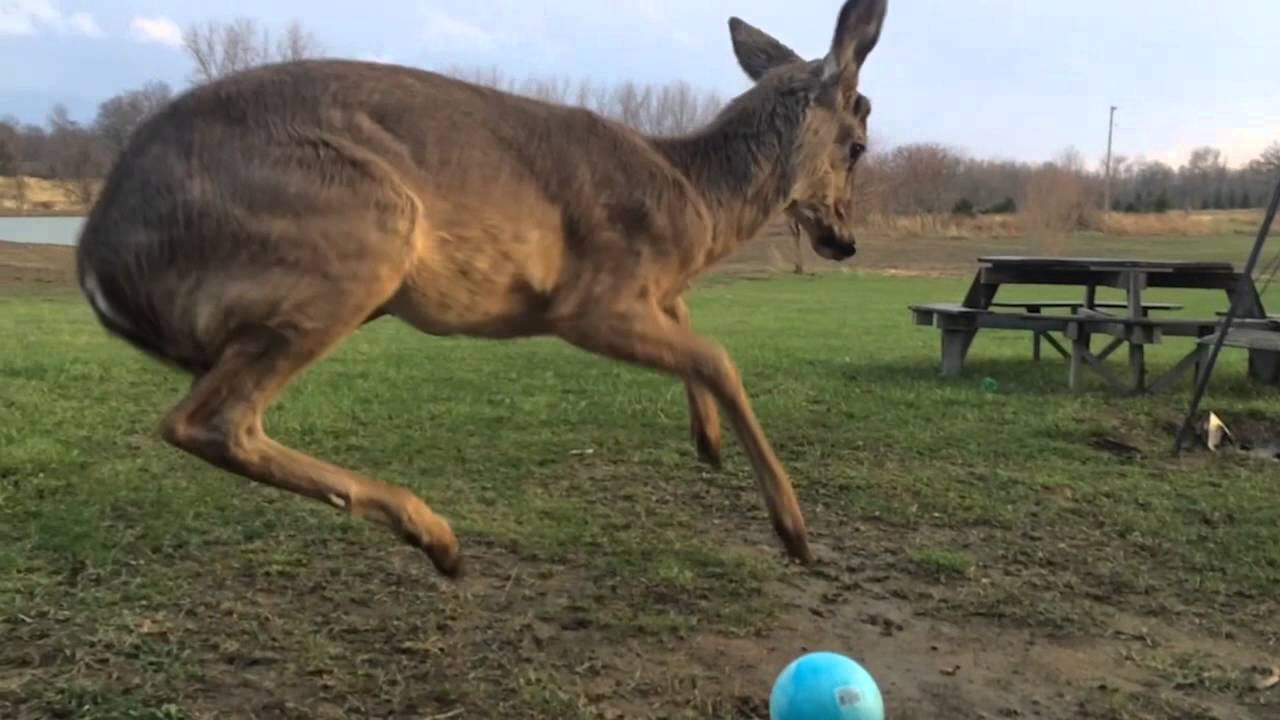 VIDEO: Prvi susret s loptom i van sebe je od sreće