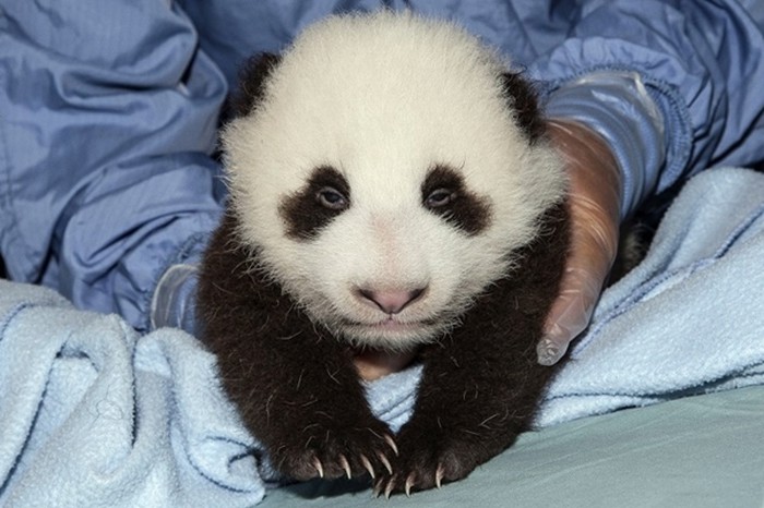 Preslatki mali bebač panda