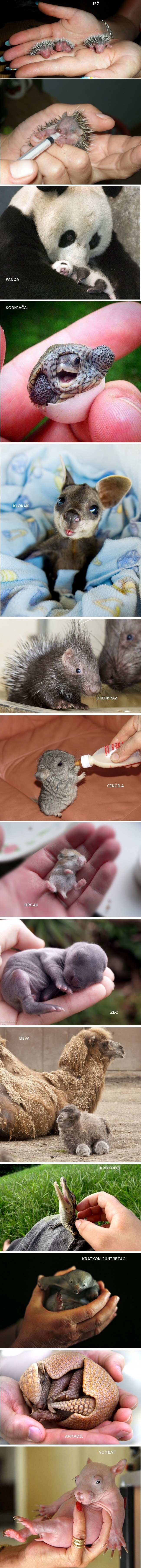 Ove preslatke bebe životinje uljepšat će svačije jutro