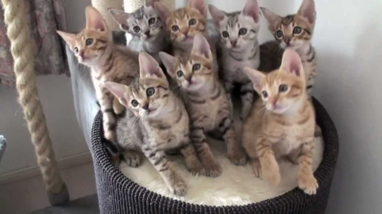 netko zeza mačiće..video