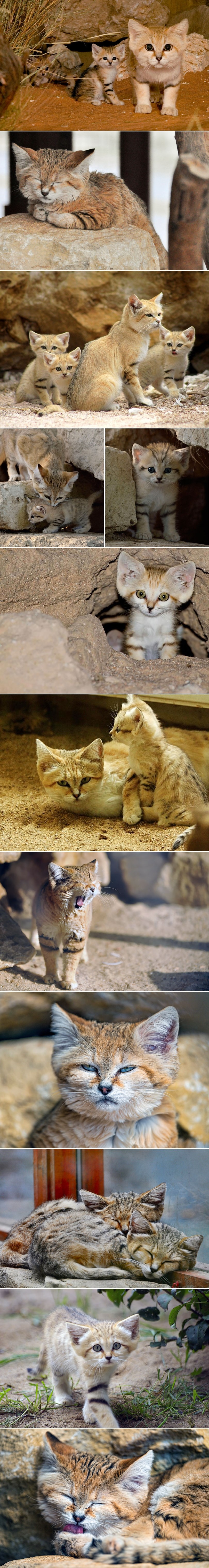 GALERIJA: Pustinjske mačke - mačići su mačići, a odrasli su isto mačići!