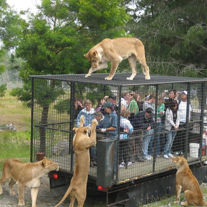 Ovako bi trebao izgledati zoo, negdje usred Afrike