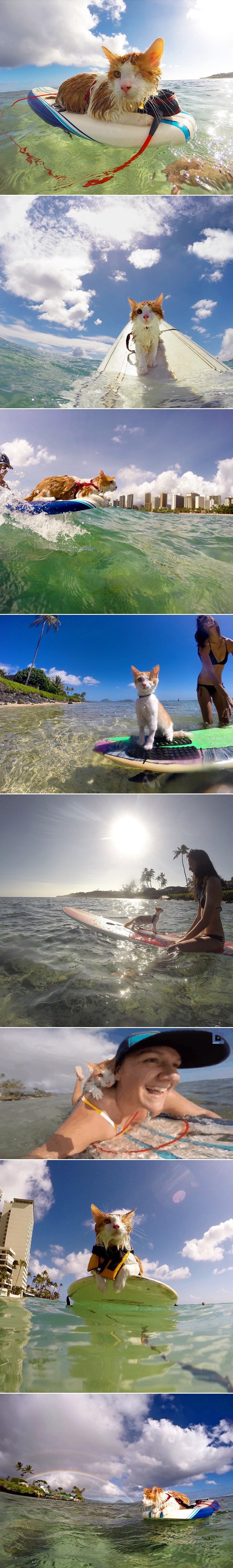 Jednooki mačić već je bio otpisan, a onda je pronašao svoj talent na najnevjerojatnim mjestu!