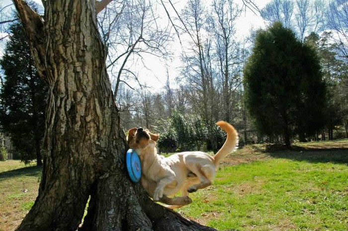 Dogodi se i veličanstvenim lovcima..