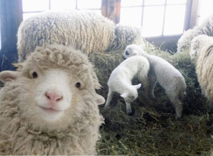 Sad i ovce lupaju selfije?