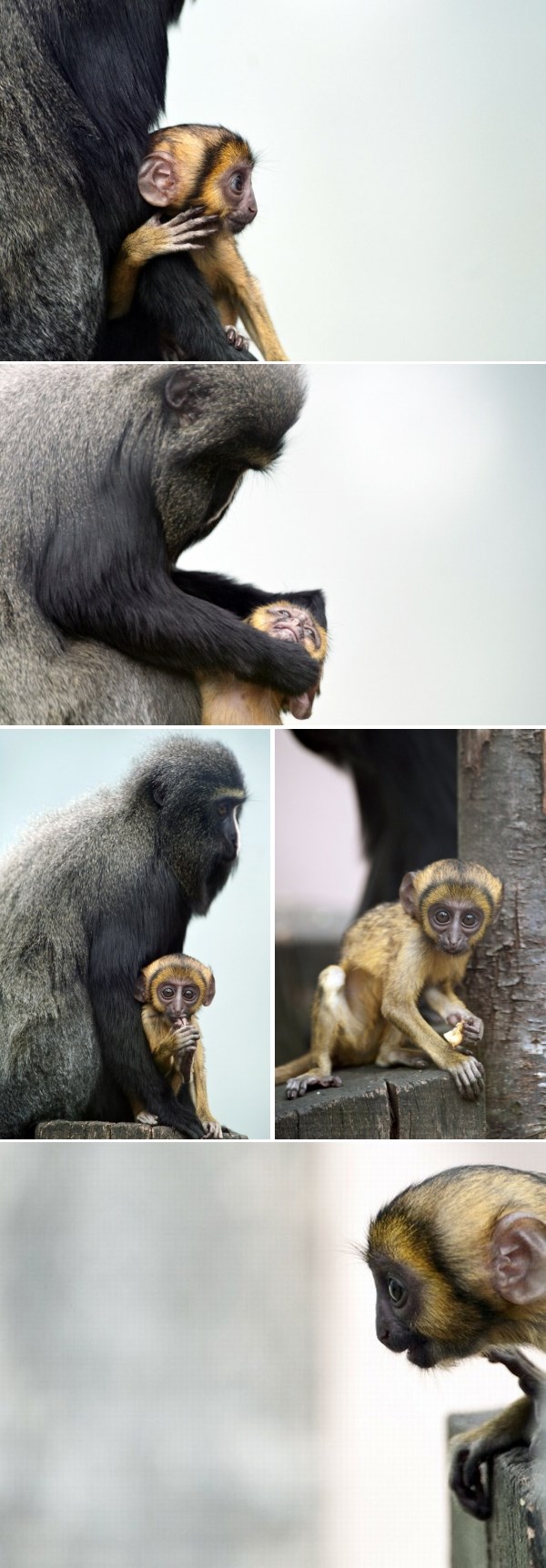Najslađe majmunče koje ste vidjeli: Šarmira na prvu!