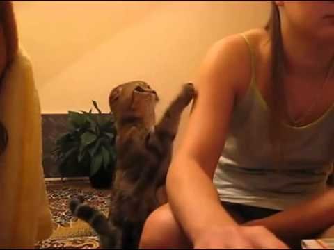 VIDEO: Maca htjeti pažnja! Čovjek, dati joj pažnja, odmah!