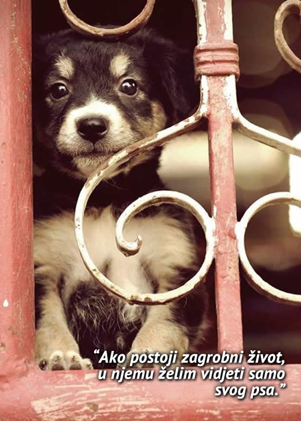 Znao sam da ćeš se vratiti, ne bi ti mene ostavio..