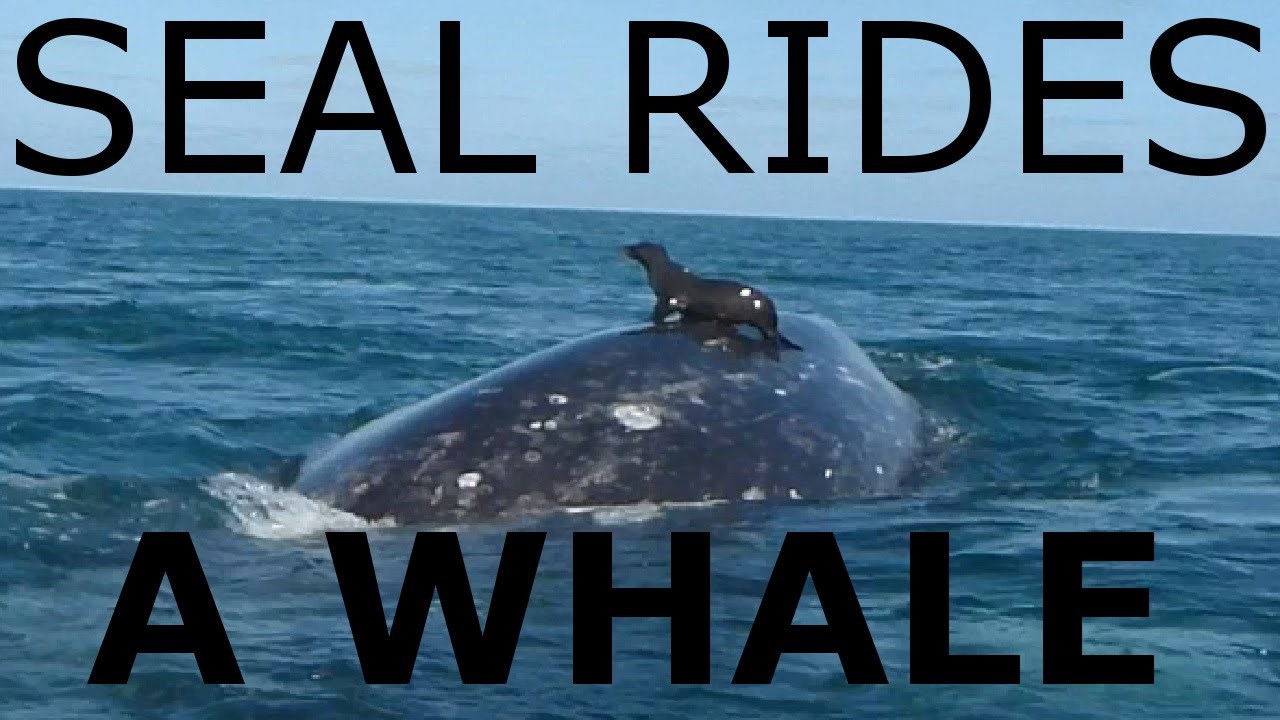 VIDEO: Tuljan surfao po kitu, kitu nije bed