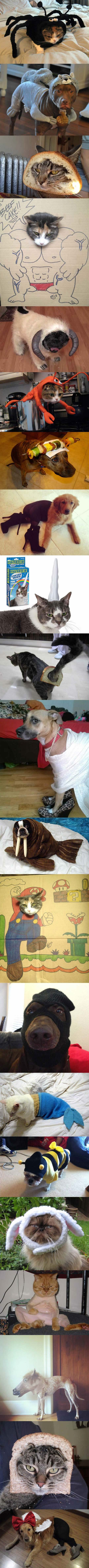 Kako ljudi maltretiraju ljubimce kad im je dosadno