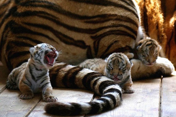 Bebač tigar riče iz petnih žila, ali je - premali