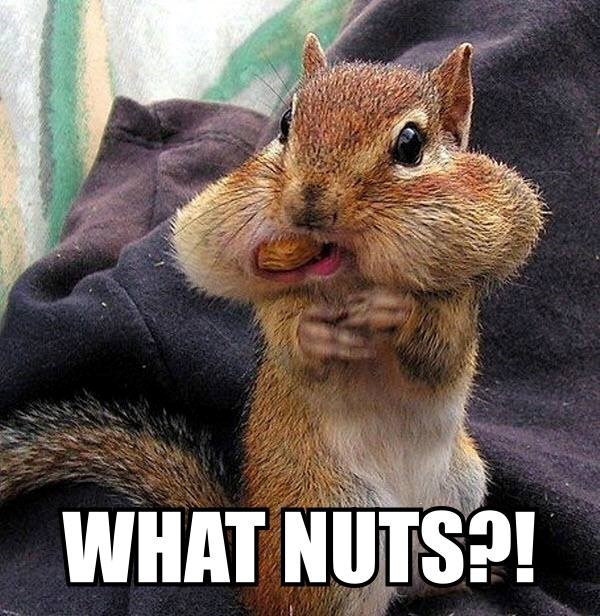 Otkriven lopov kikirikija: Vjeverac sve poriče!