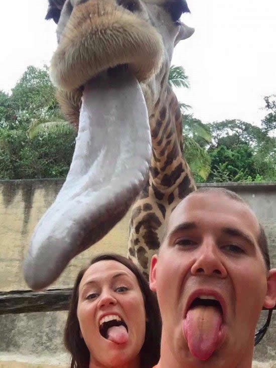 Prosječna dužina žirafinog jezika je preko pola metra!