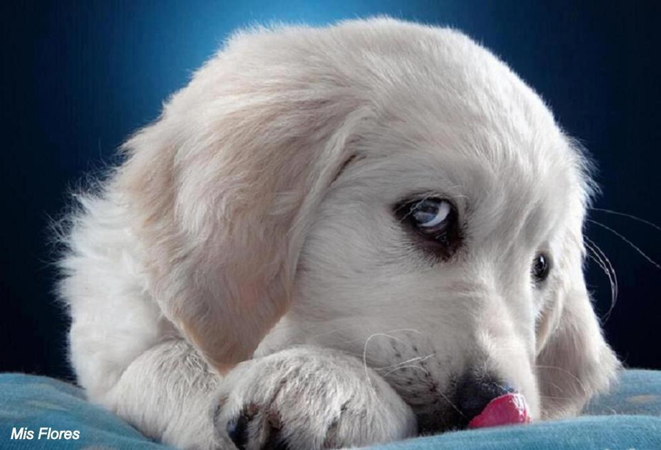 Psić dobio posao kao model za šampon