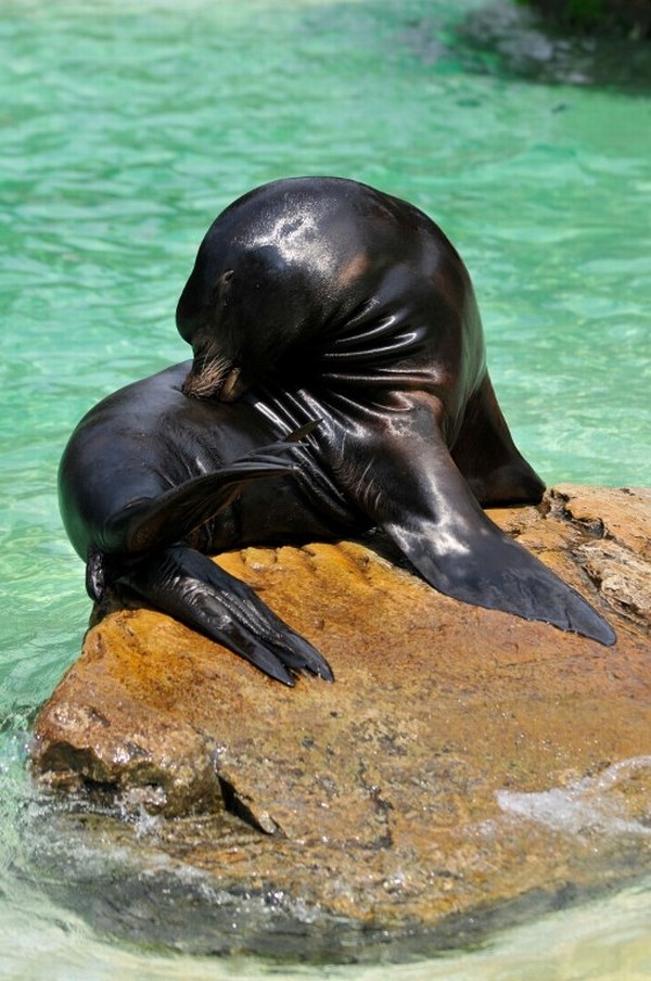 Sramežljivi morski lav okreće glavu od fotografa