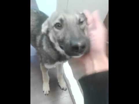 Sjećate se psića iz azila koji je vrištao od straha na maženje? Evo ga danas, sretnog i veselog!