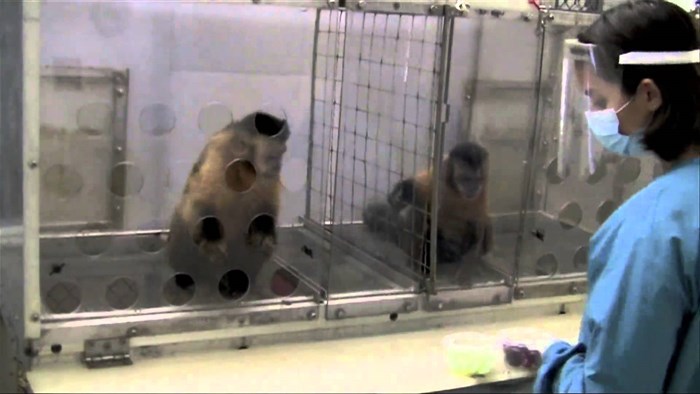 Kako majmuni reagiraju kad jednom date finu hranu, a drugom smeće?