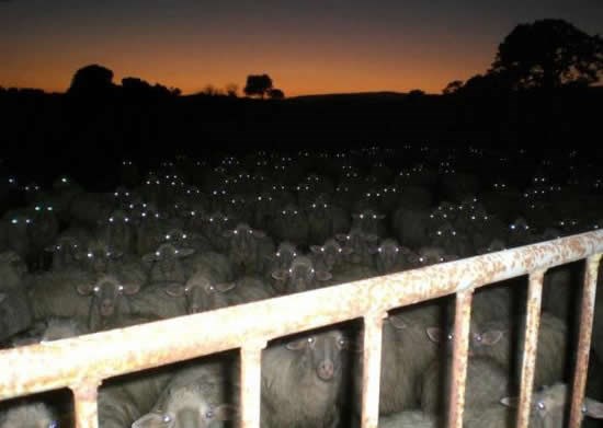 Ovčji sindikat u noćnoj posjeti pastiru