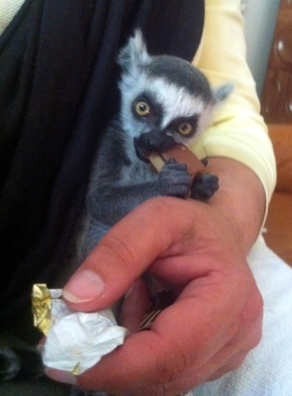 Beba lemur iz zagrebačkog ZOO-a papa bajaderu