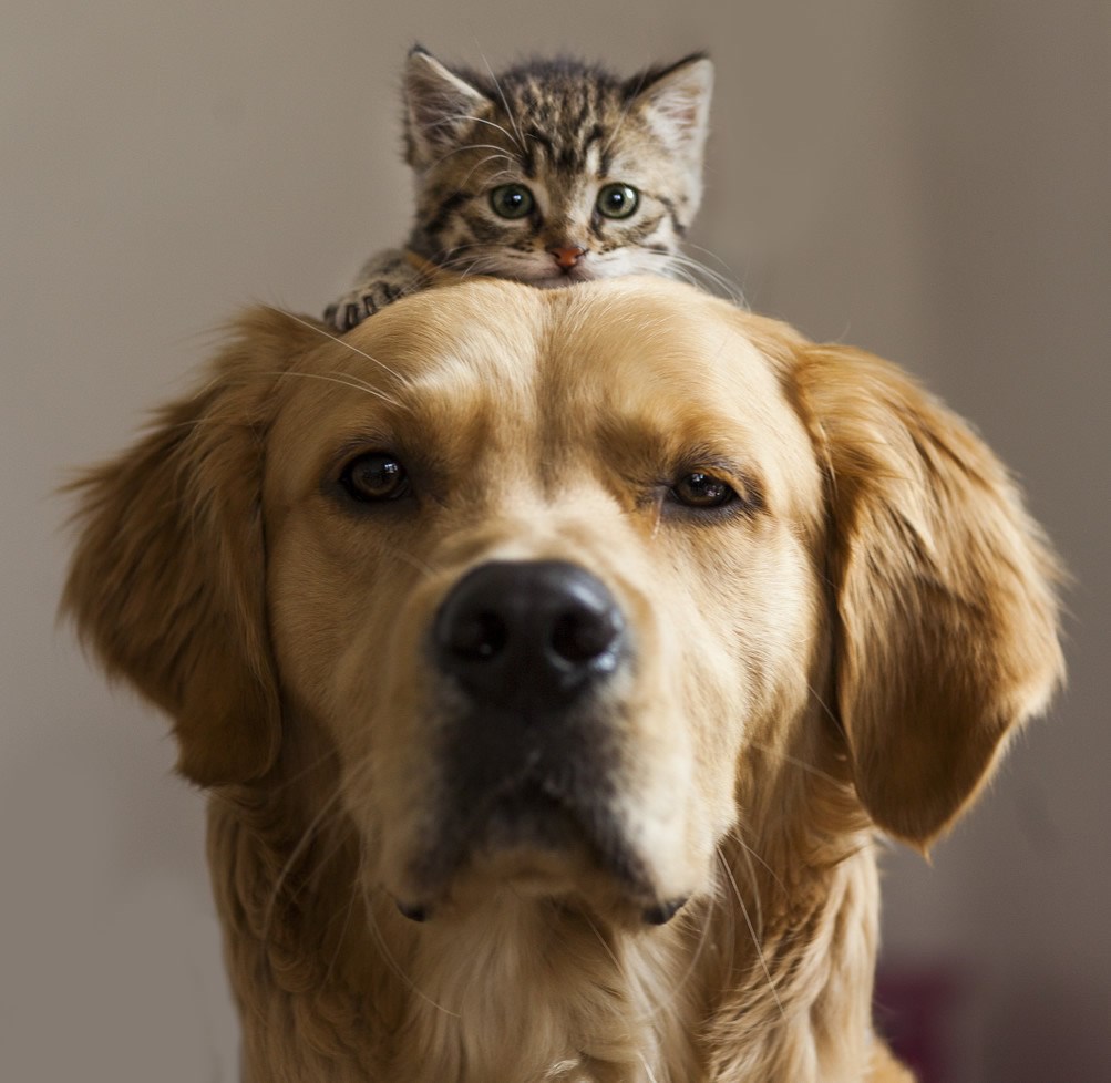 Braco, grizi ga, rekao mi je "Šic!"