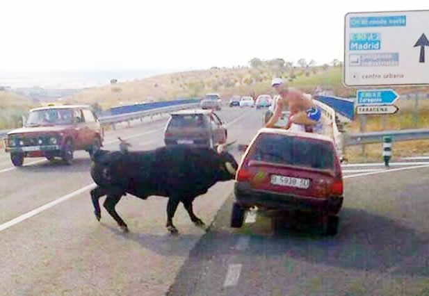 Loš dan: Ono kad ti bik nasred ceste ubije auto