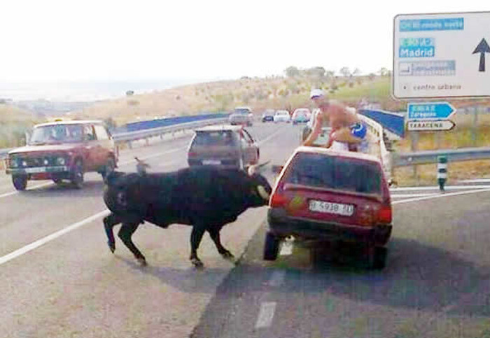 Loš dan: Ono kad ti bik nasred ceste ubije auto