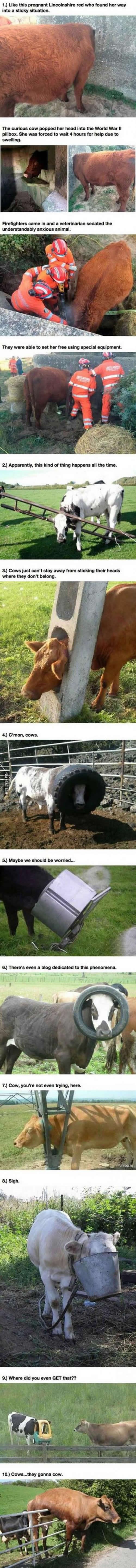 Galerija: Neobičan hobi krava