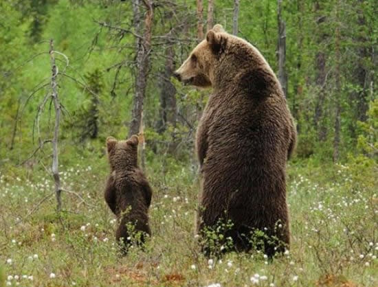 Vidiš sine, nama ne treba drvo, mi smo kraljevi šume