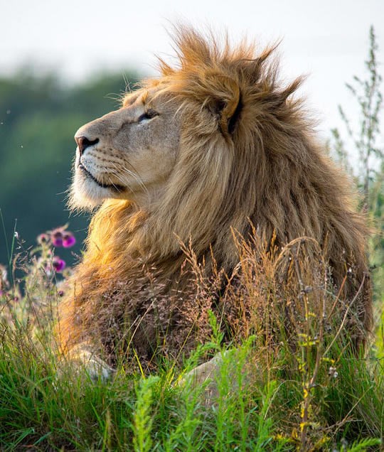 Njegovo dlakavo veličanstvo kralj