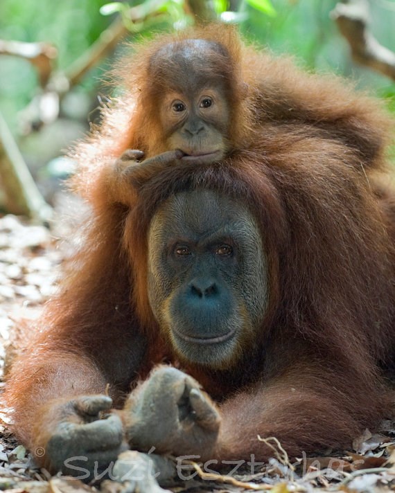 Kakav otac, takav sin..