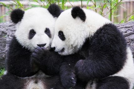 Dvije nevjerojatne činjenice o pandama