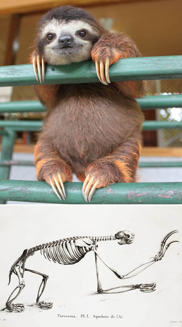 Lijenivac: Izvana buci buci, iznutra zvijer iz paklova