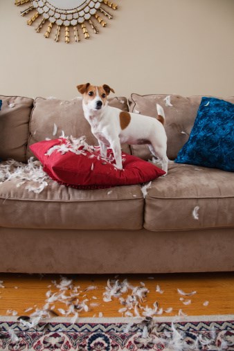 uništavam ogromnog pauka.. za tebe