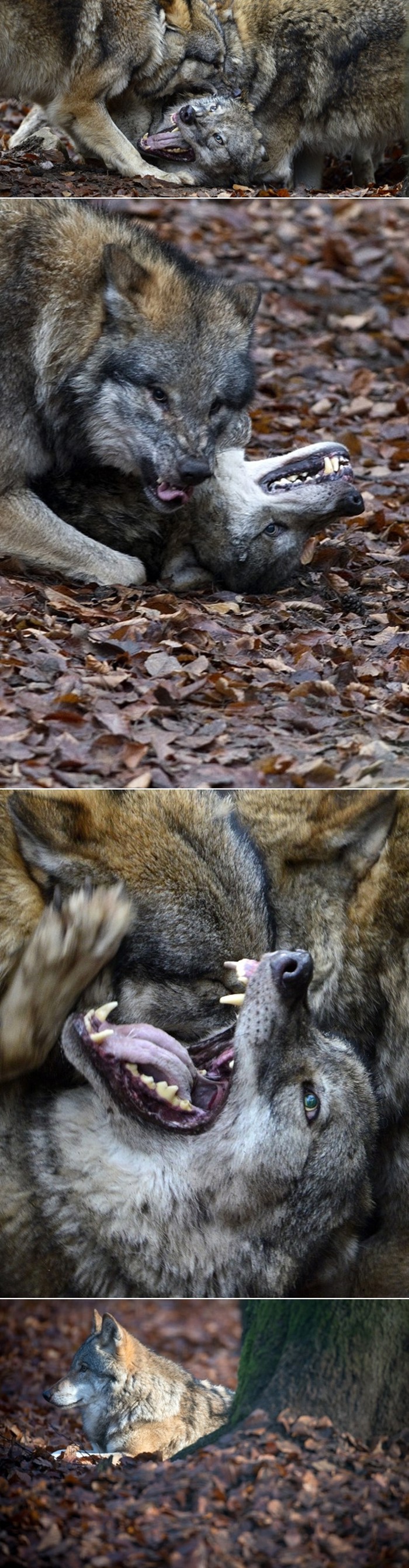 Vučja igra ili okršaj?