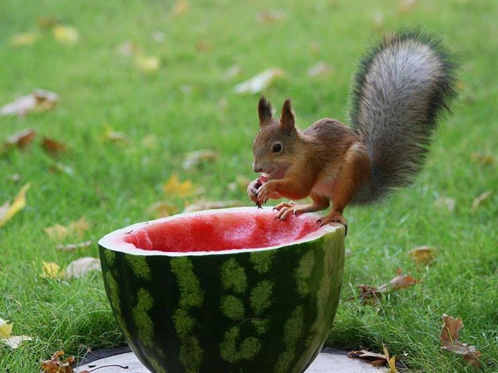 Vjeverica odabrala zdravi doručak