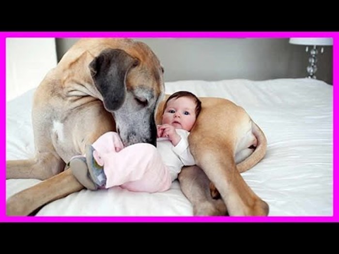 Psi uvjereni kako su bebine mame: pogledajte ovaj odnos pun ljubavi i poštovanja