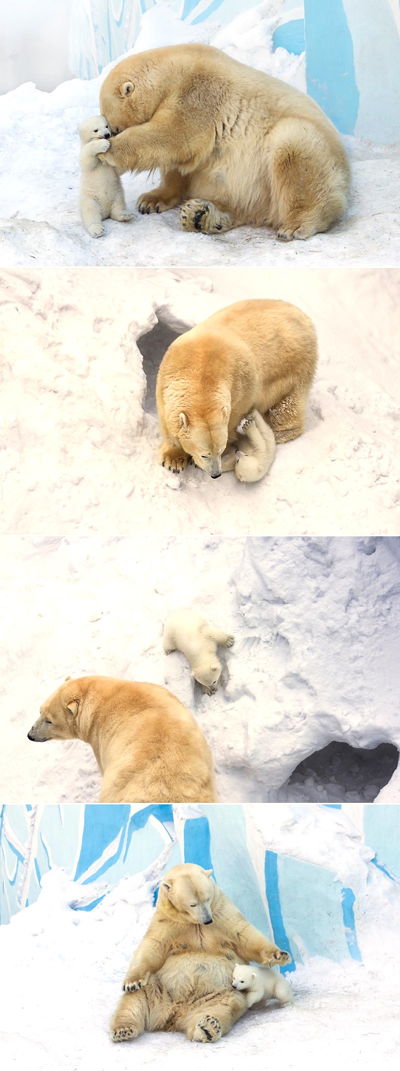Brižna mama i njen polarni medvjedić prvi se put poigrali u snijegu!