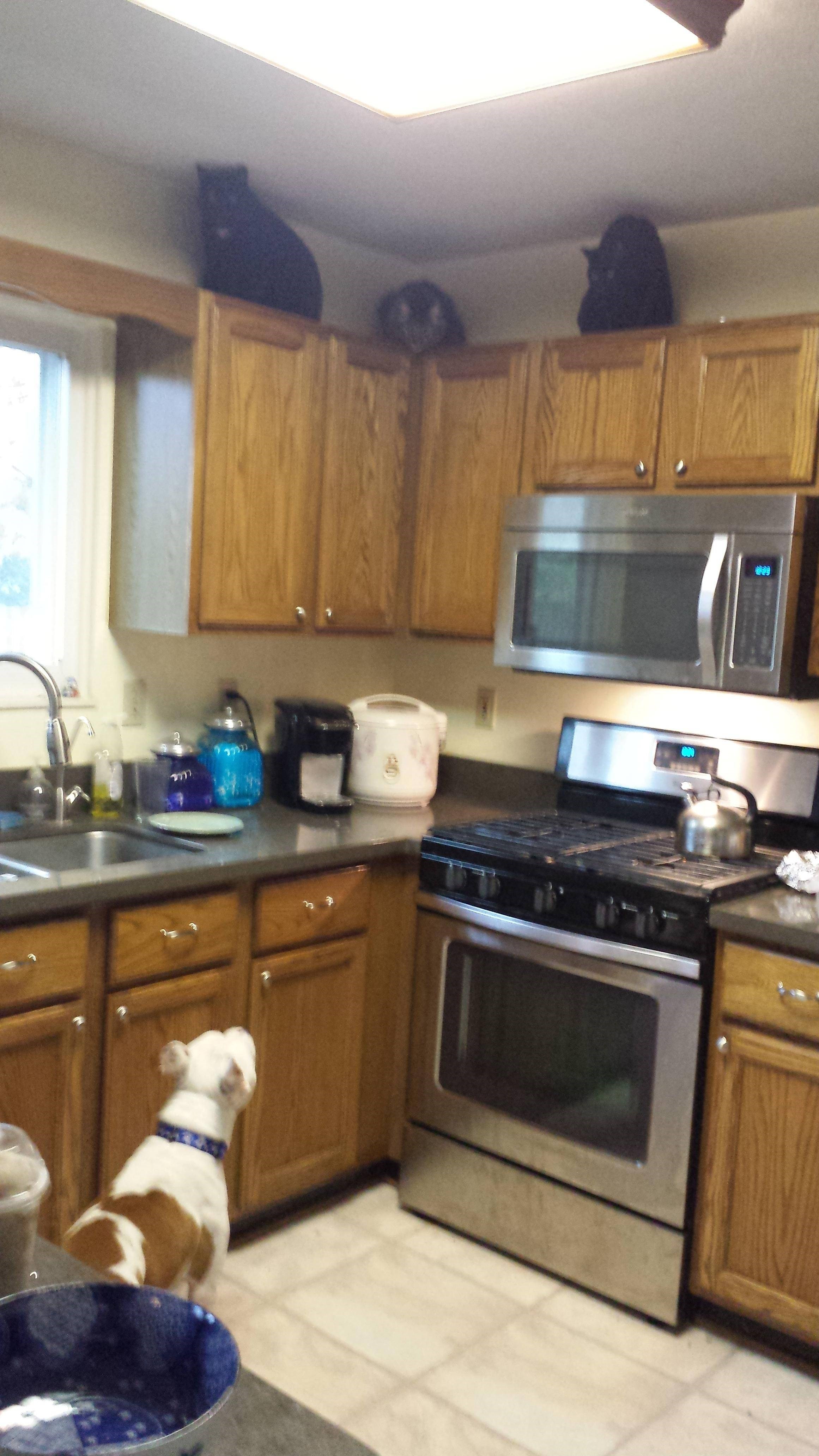 Mačketine, kad siđete dolje, loše vam se piše!