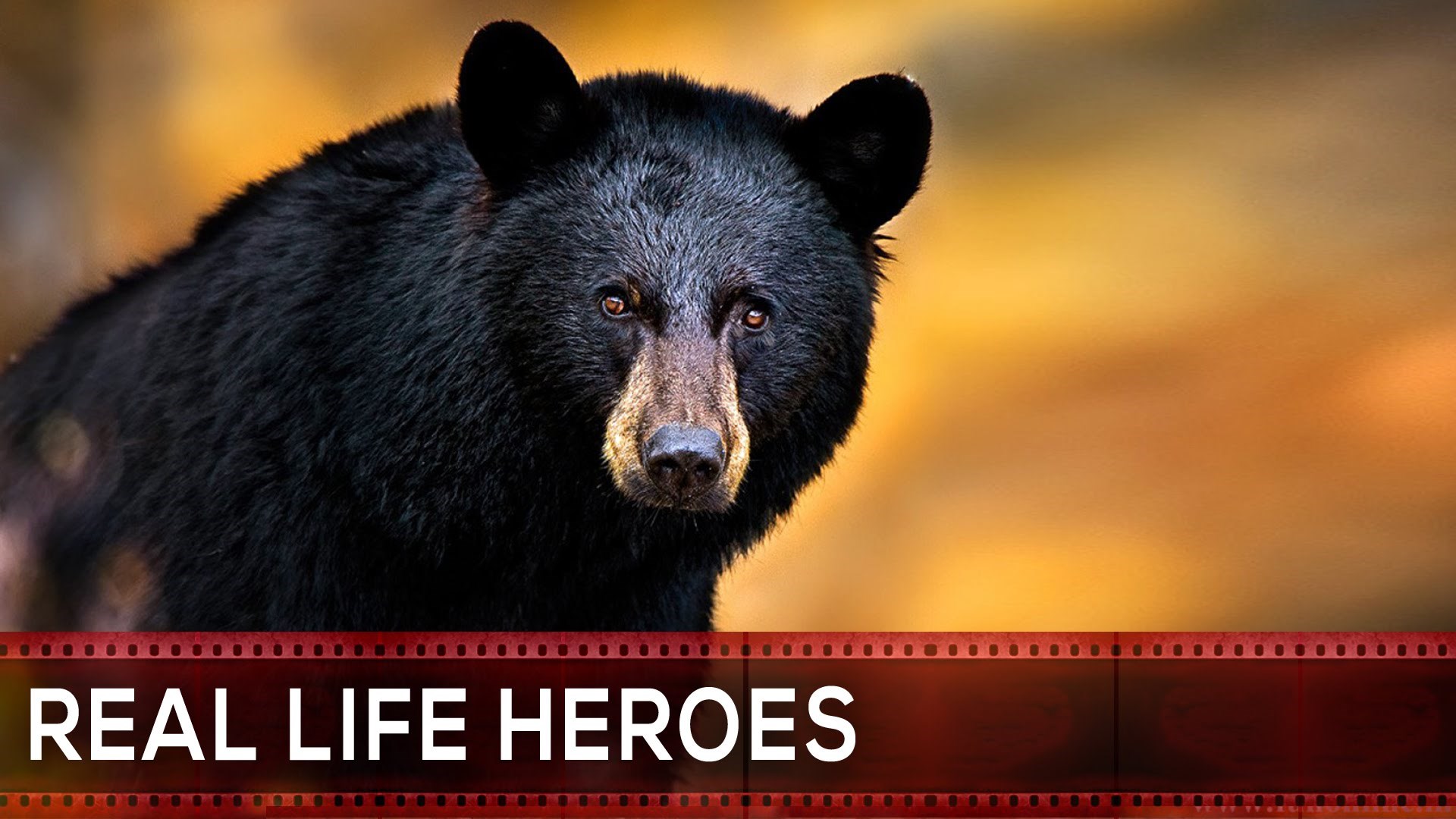 i još malo dobrote..