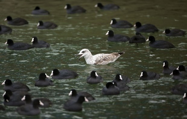 Nije ružno pače: Galeb okružen crnim patkicama