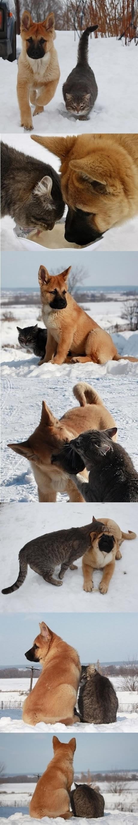 Pas i mačka: Dvije duše, jedna sudbina