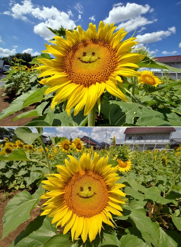 Nasmijani suncokret popravlja dan prolaznicima :)