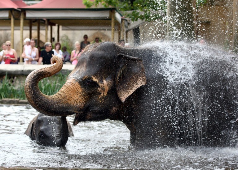 Slonić i njegova mama zajedno potražili hladan tuš
