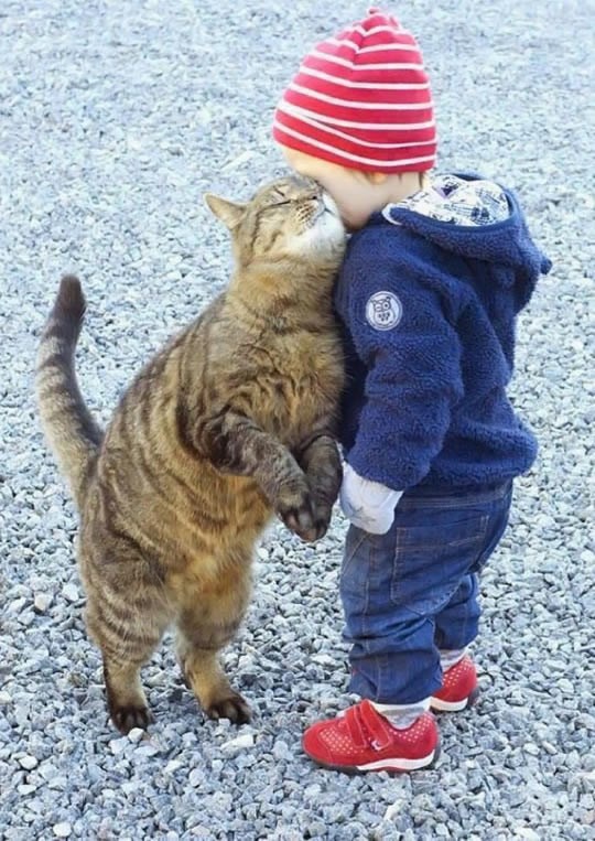 Mace postale umiljatije, odustale od svjetske dominacije