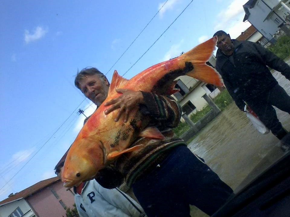 "Zlatna ribica" spašava Balkan?