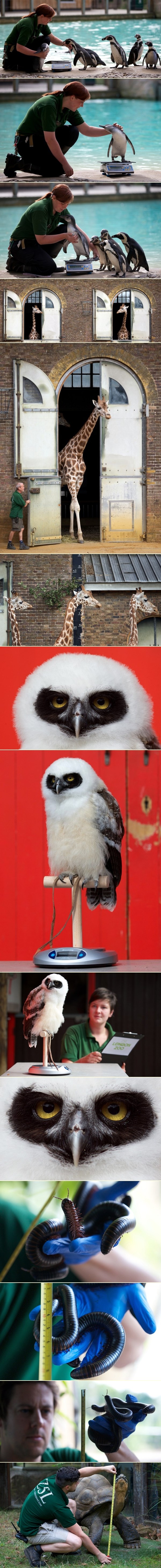 Samo za najhrabrije: Tko se usudi, nek stane na vagu!