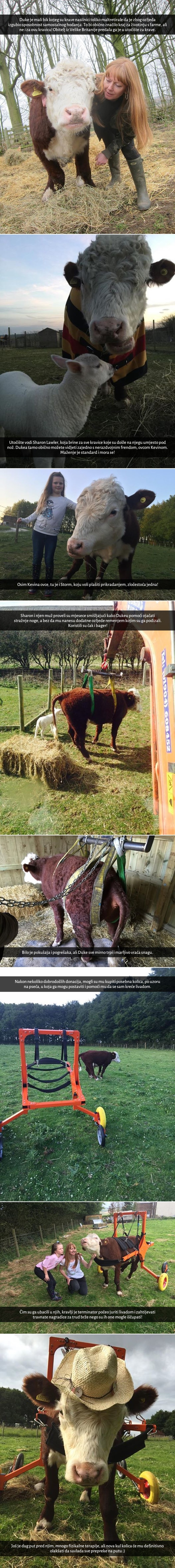 GALERIJA: Malog bika spasili od noža, evo gdje je završio!